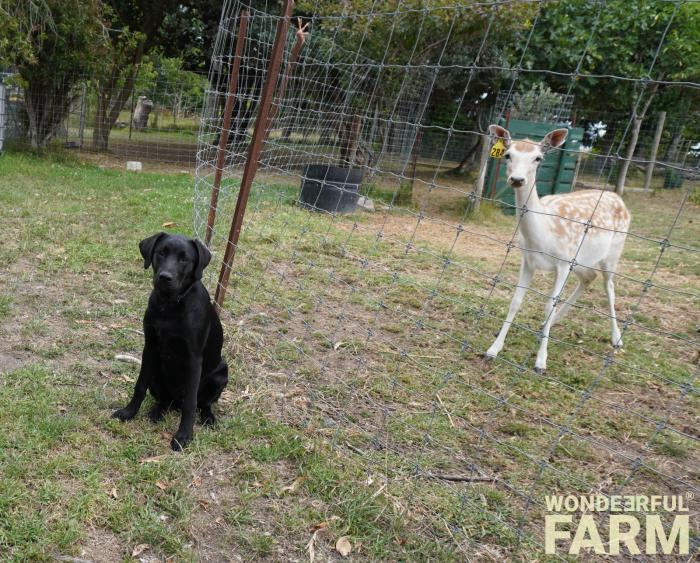 dog and deer on a farm