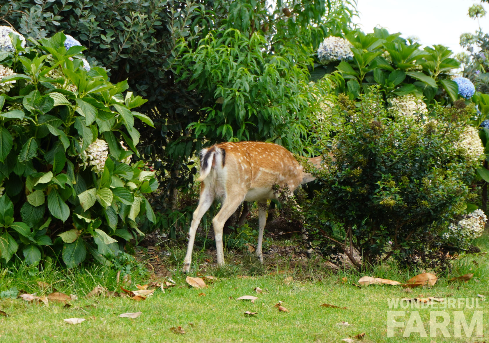 deer don't like hydrangeas