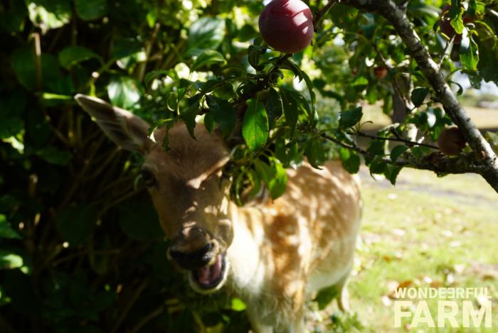 doe picking plums of a tree