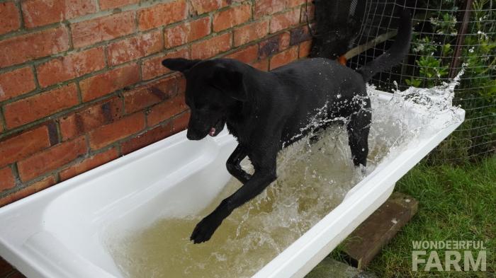 dog splashing around in the bath tub