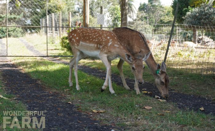 couple of does on the driveway