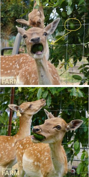 deer eating avos from tree