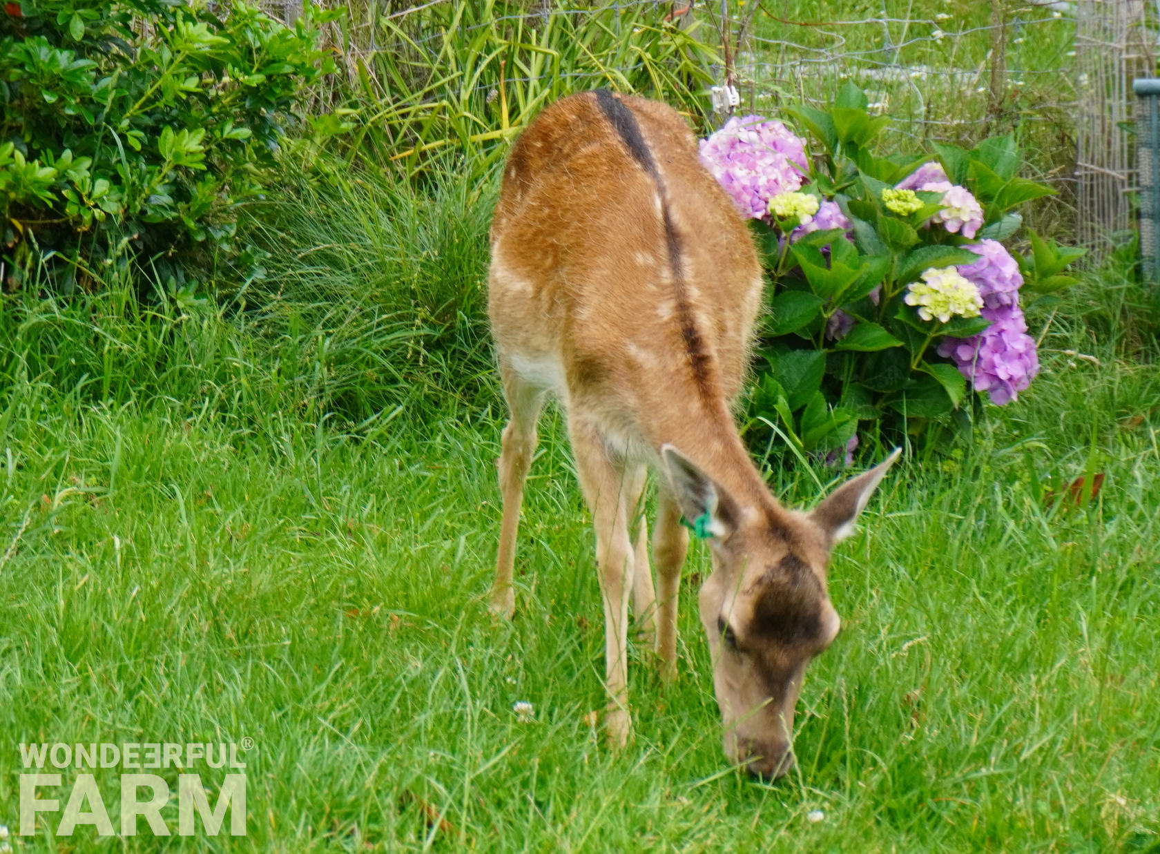 deer ignoring hydrangeas