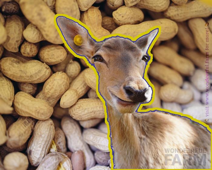deer and peanuts
