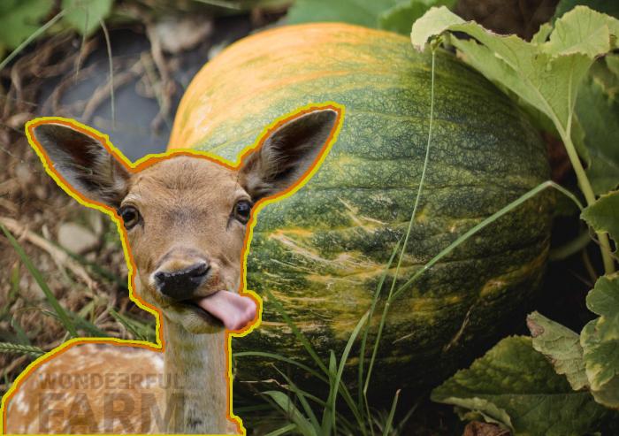 doe salivating over a yummy pumpkin plant