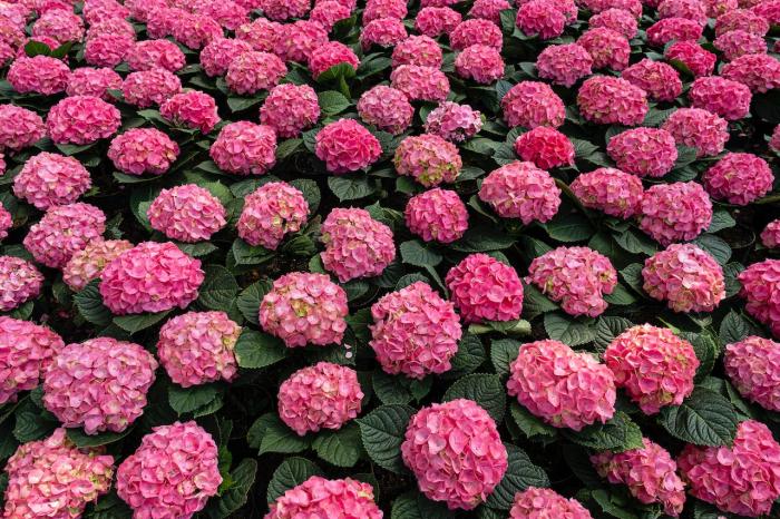 blooming pink hydrangeas