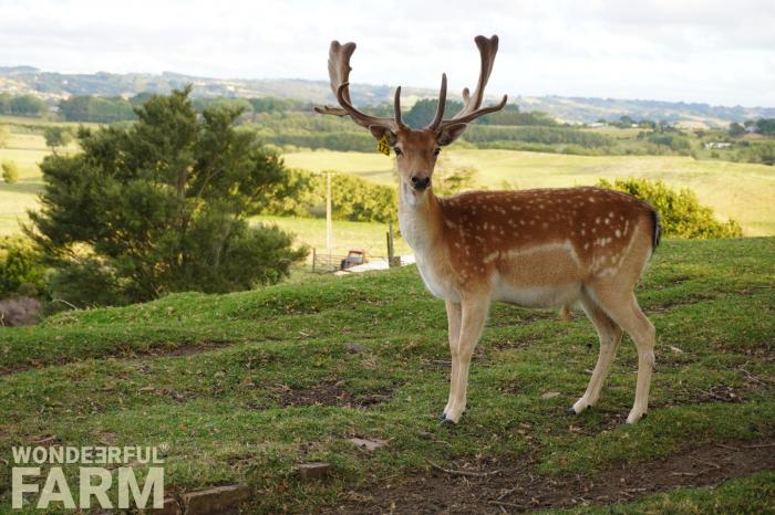 fallow buck