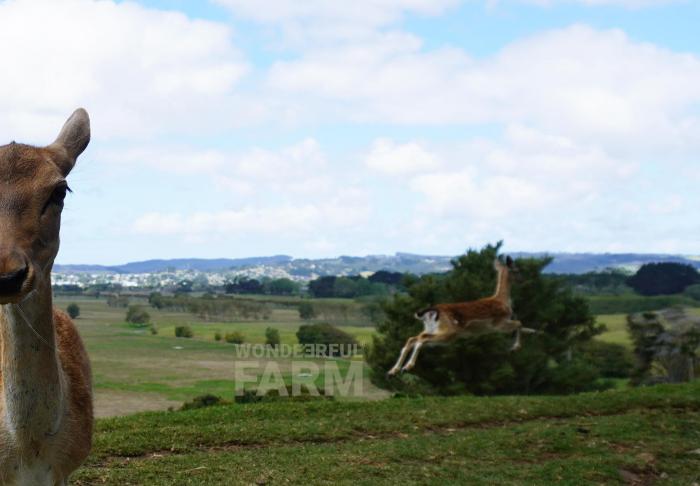 fallow doe and leaping fawn