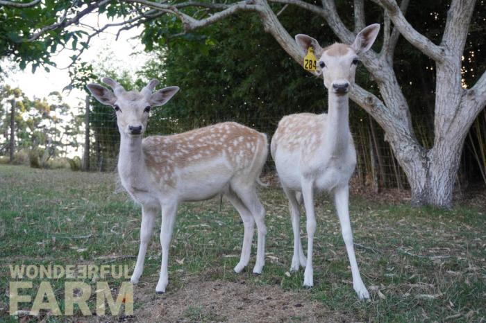 white melanistic dama dama