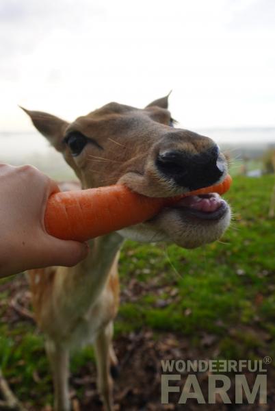 deer grabbing carrot from human hand