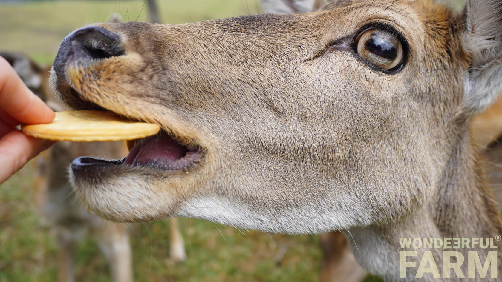 deer mouth from side