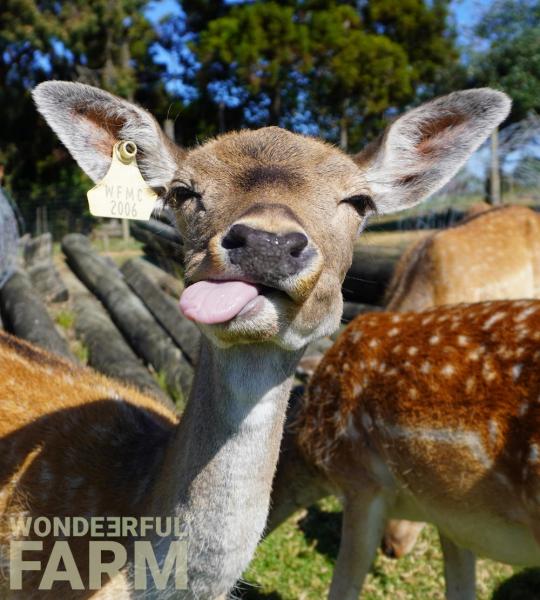 deer tongue out