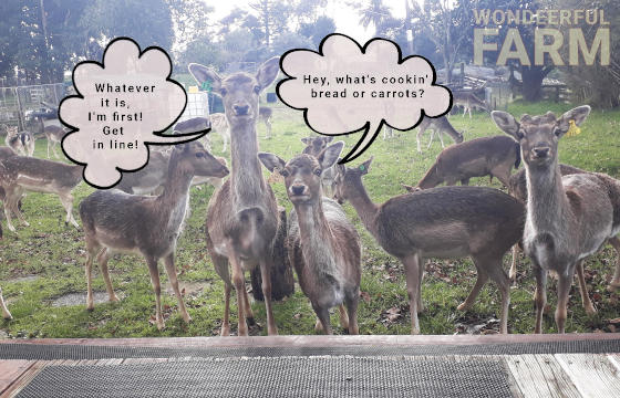 enlarge humorous deer picture