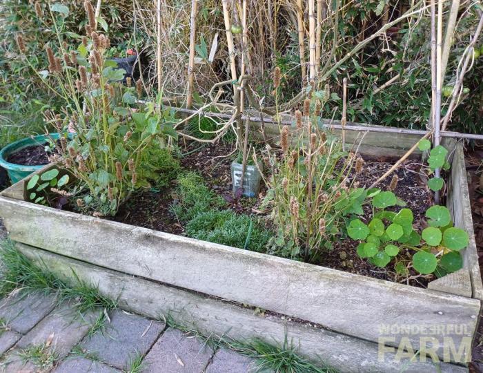 Anise Hyssop same bed in autumn/winter