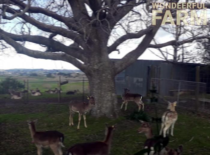 bucks play catch me if you can