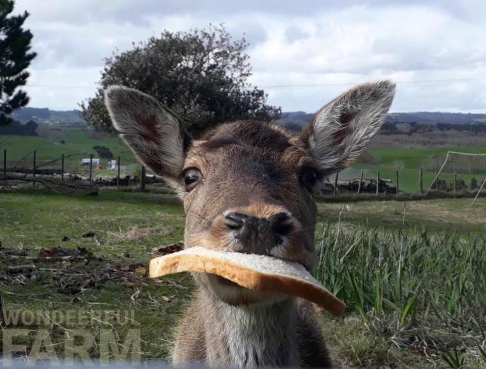 deer eating toast