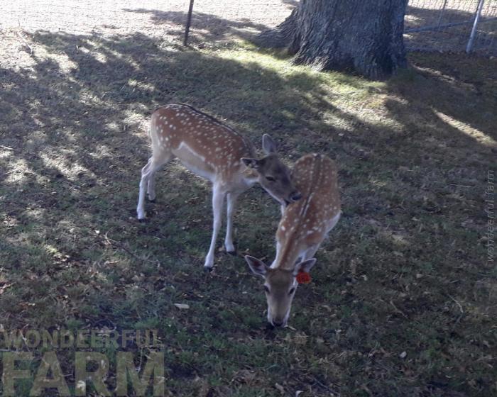 doe bites another doe