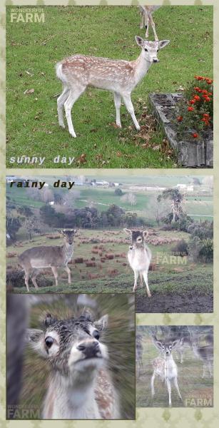 dwarf deer funny dirty face