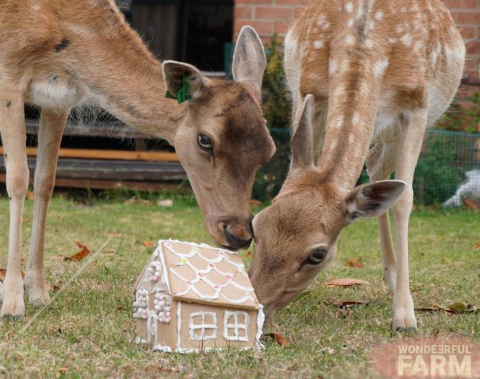 deer gingerbread