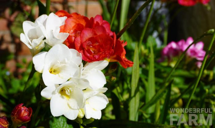 flowering freesia plants
