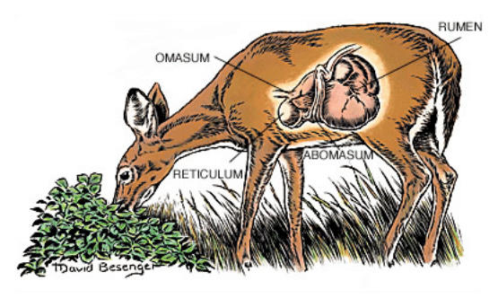 four sections of deer stomach