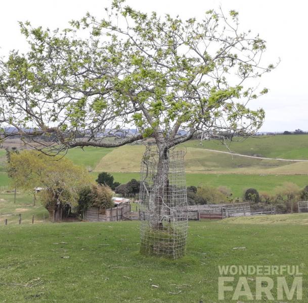 tree in wire cylinder to protect bark on trunk