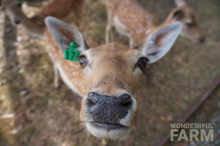 doe #174 nose