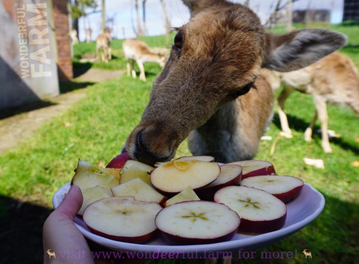 doe tasting cut apple chips