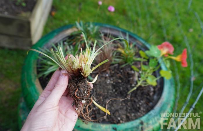 deer munched on armeria