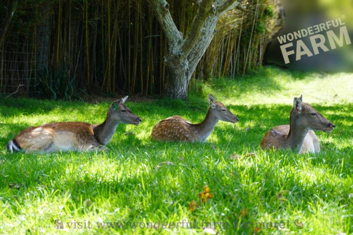 3 deer sitting near the bamboo