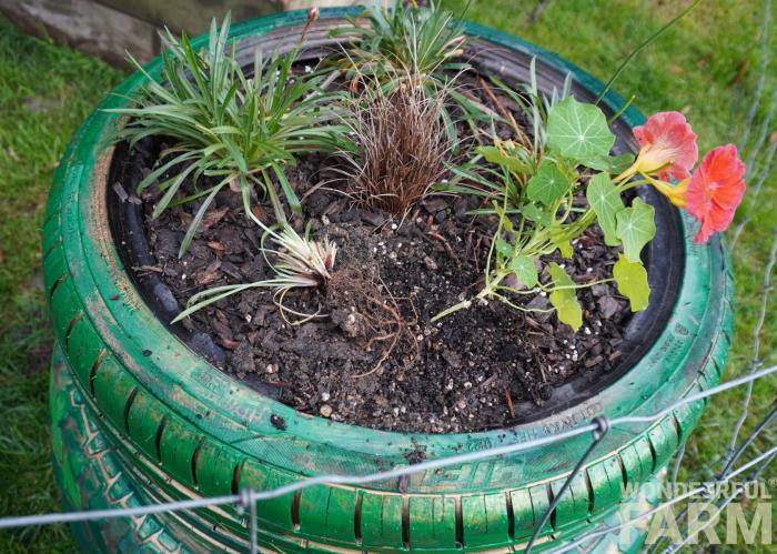 sea thrift damaged by deer