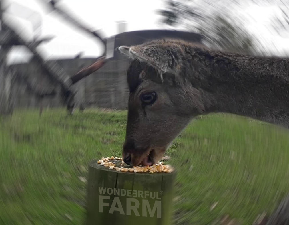 deer licking off maize