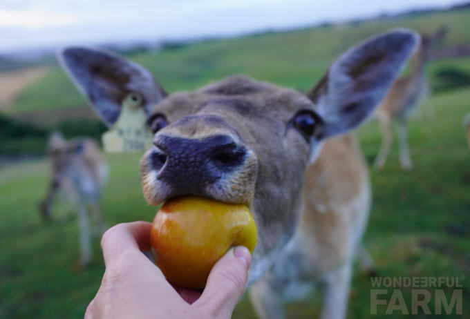 can deer eat apples