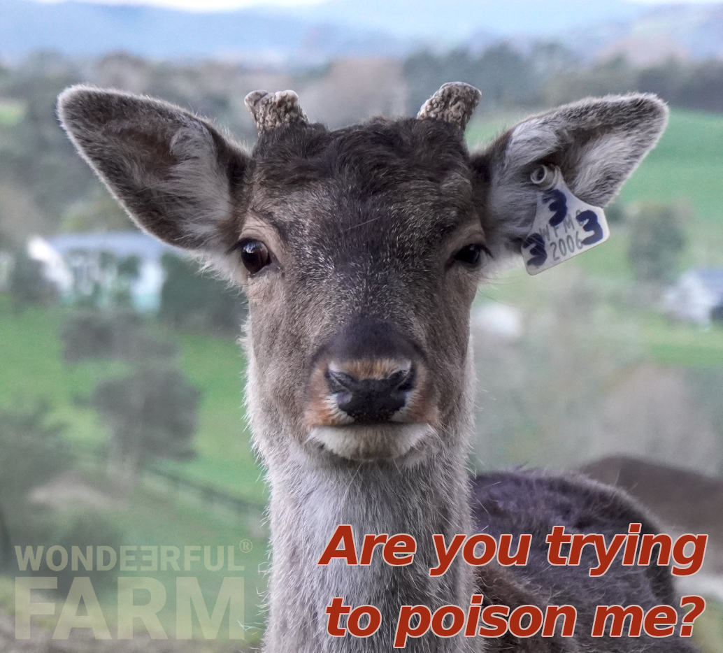 suspicious deer