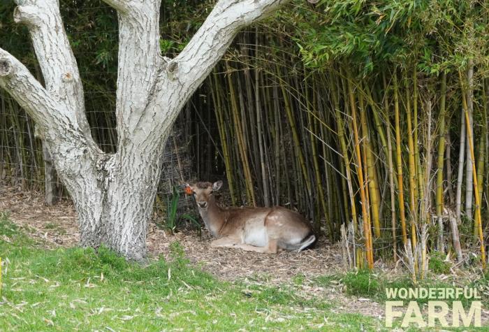 buck bedded in bamboo
