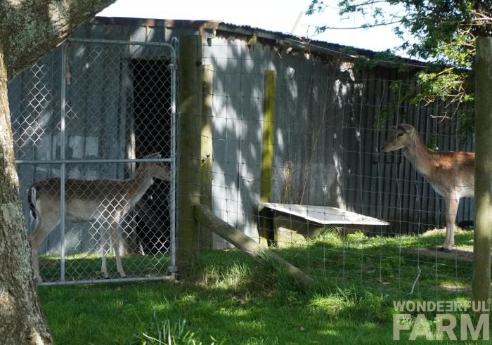 isolated buck facing off competitor