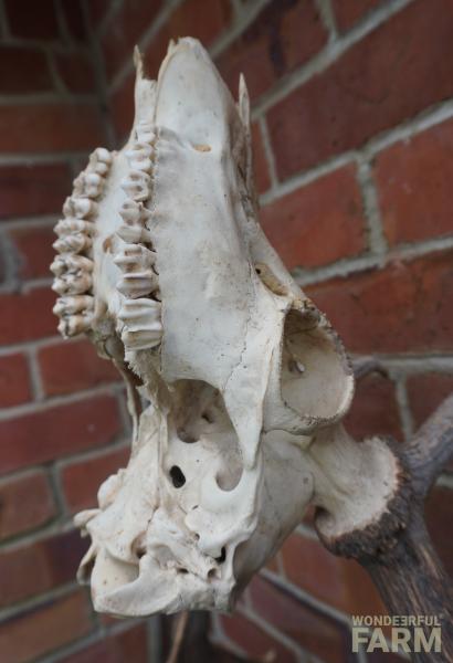 deer scull back teeth
