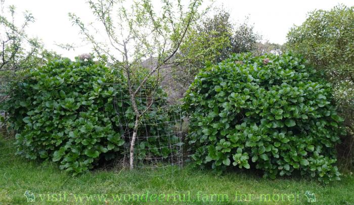 hydrangeas unfenced on deer farm