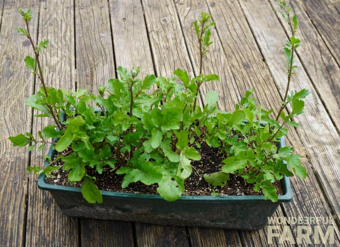 ruccola in planter box starting to bolt