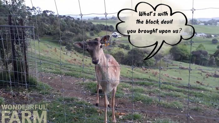 buck unhappy about dog