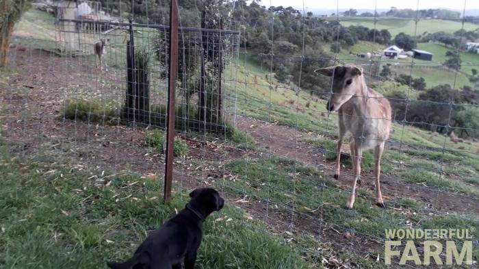 dog meets deer first time