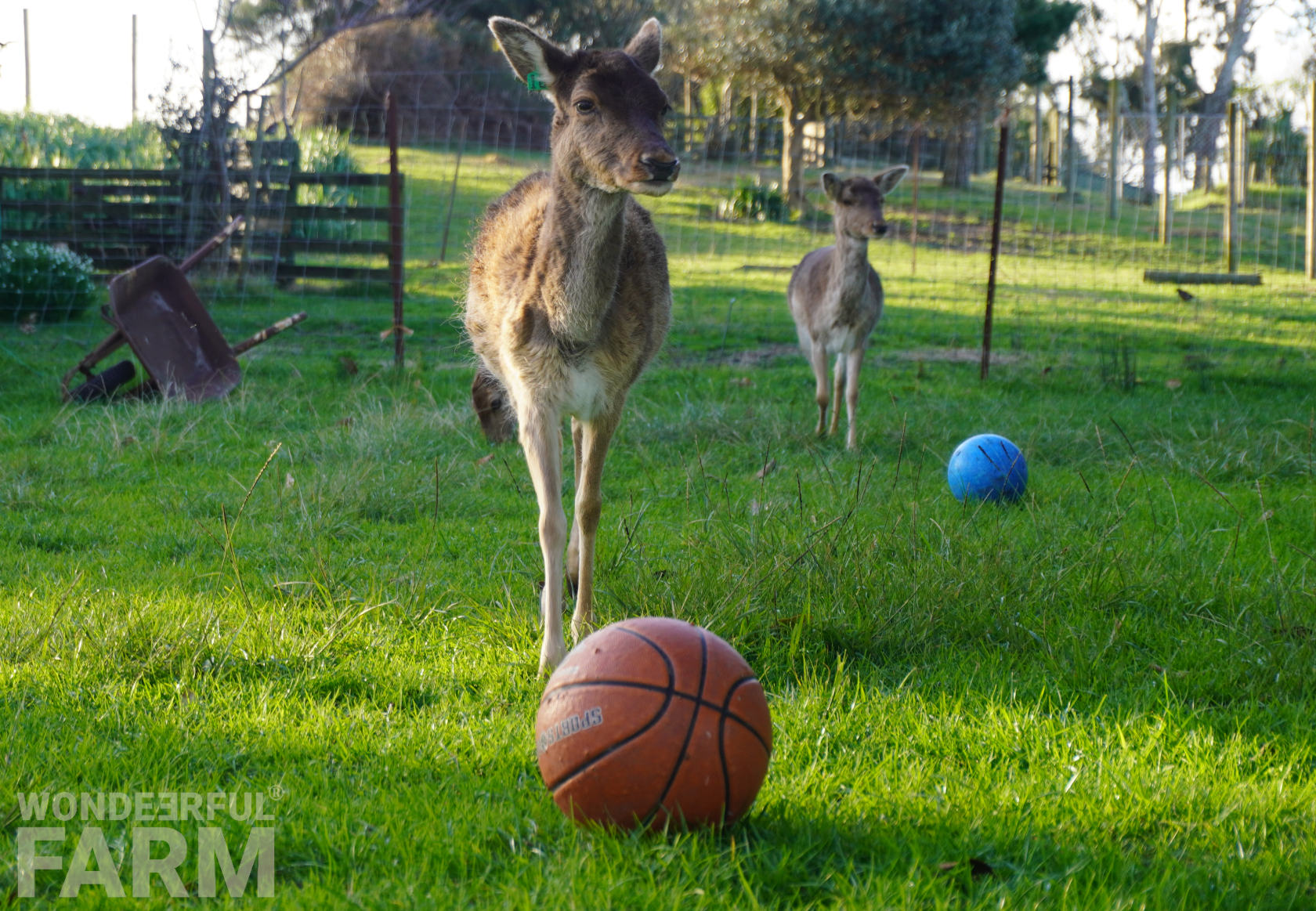 deer playing soccer