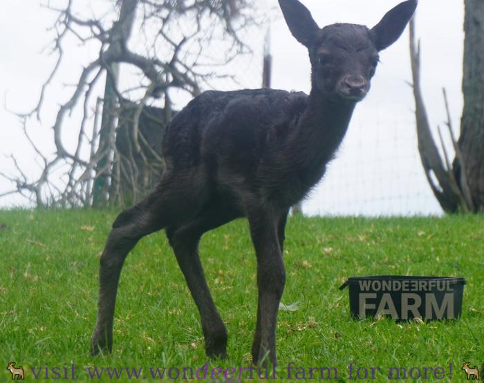 fawn first day of life