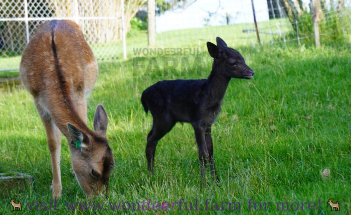 cute little black deer