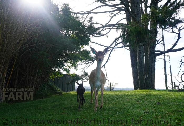 doe and newborn deer
