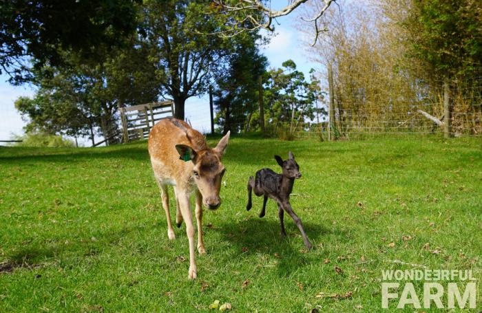 baby deer walking with mother day 2
