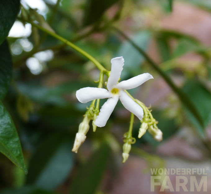 star jasmine