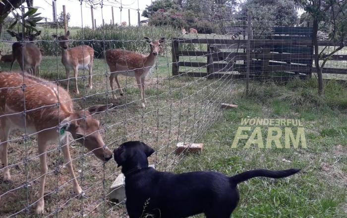 puppy sniffing deer nose
