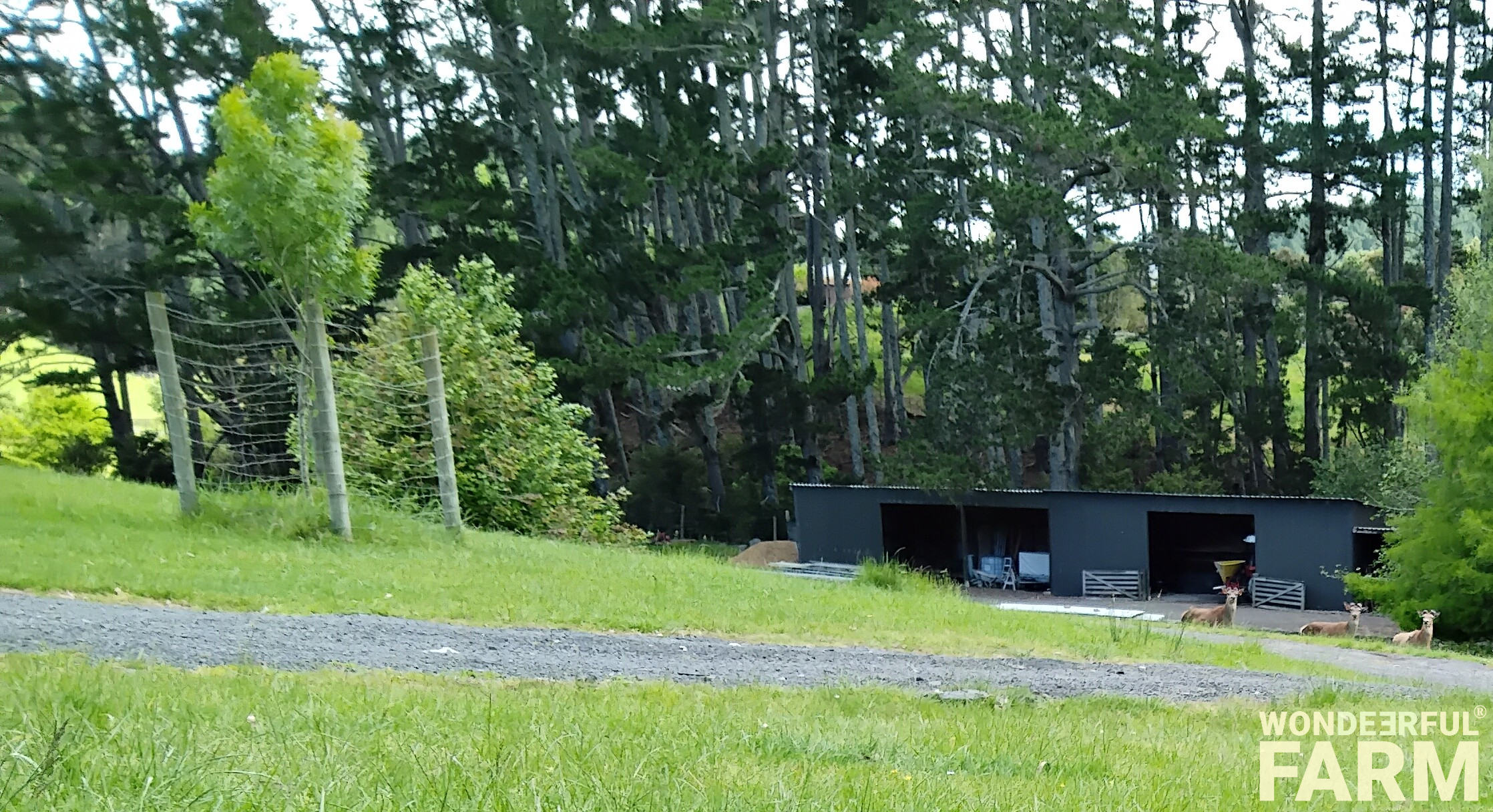tree protected from deer by fencing