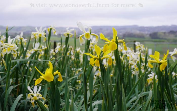 beardless iris variety